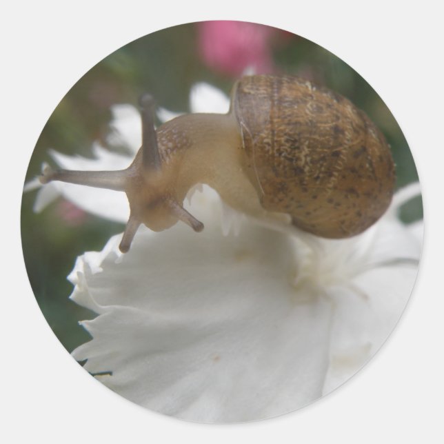 Stickers Snail et Carnation Blanche (Devant)