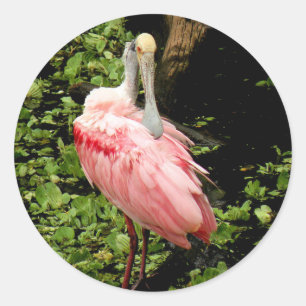 Stickers Spoonbill L'Oiseau Rose