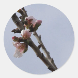 Stickers Spring Blossom