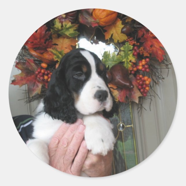 Stickers Springer Spaniel (Devant)