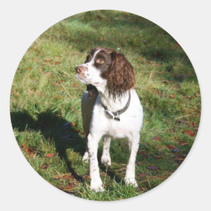 Stickers Springer Spaniel Chien