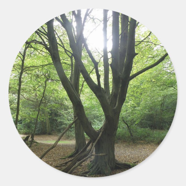 Stickers Sunshine Woodland (Devant)