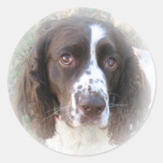 Stickers Sweet Anglais Springer Spaniel