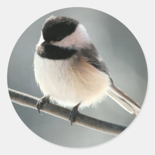 Stickers Sweet Chick