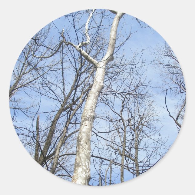 Stickers Sycamore Tree (Devant)