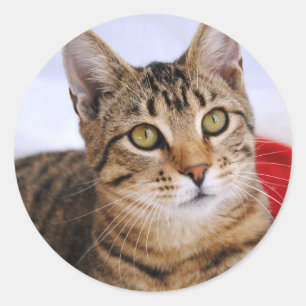 Stickers Tabby Cat