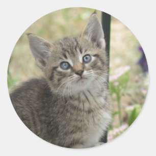 stickers Tabby kitten