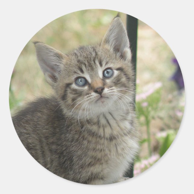 stickers Tabby kitten (Devant)