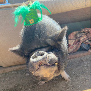 Stickers Taco St. Patrick