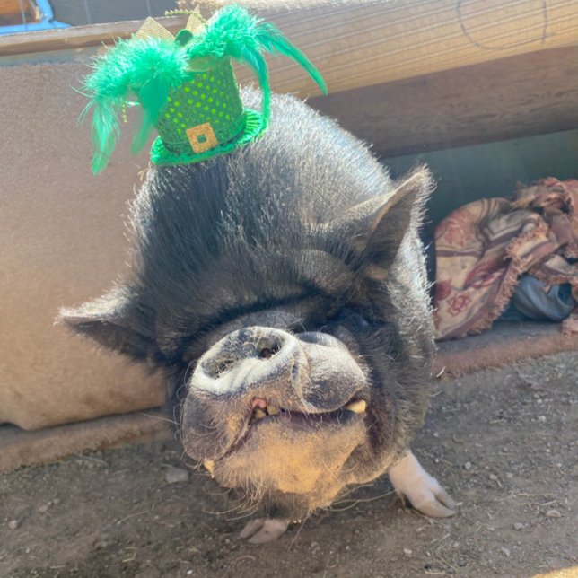 Stickers Taco St. Patrick (Créateur téléchargé)