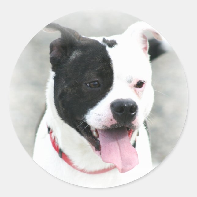 Stickers Terrier du Staffordshire américain (Devant)
