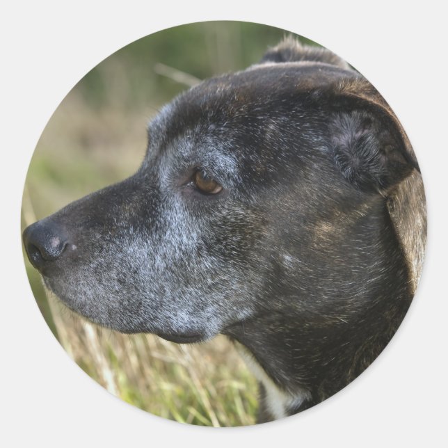 Stickers Terrier du Staffordshire américain (Devant)