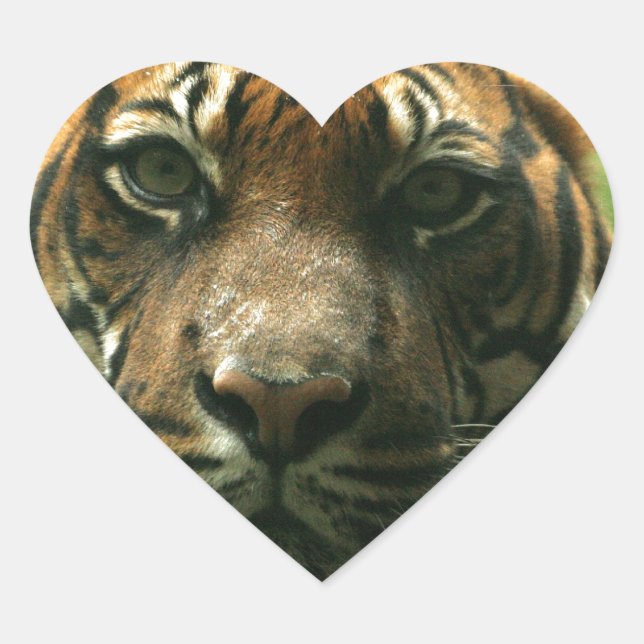 Stickers Tiger (Devant)