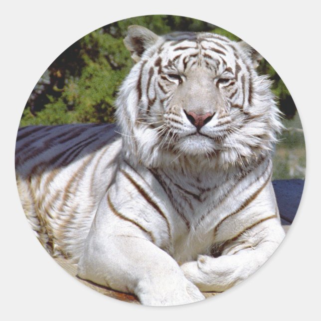 Stickers Tiger blanc 9 (Devant)