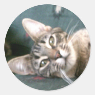 Stickers Tiger Stripe Kitten