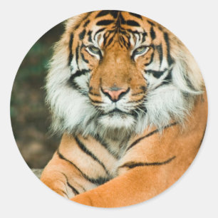 Stickers Tigre orange
