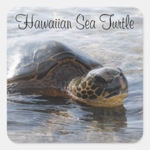 Stickers Tortue de mer d'Hawaï