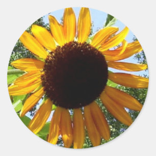 Stickers Tournesol