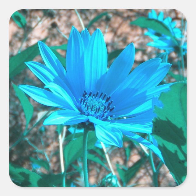 Stickers Tournesol bleu sauvage (Devant)