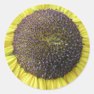 Stickers Tournesol Jaune