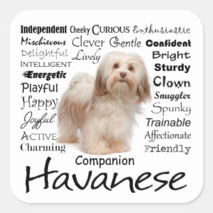 Stickers Traits Havanais
