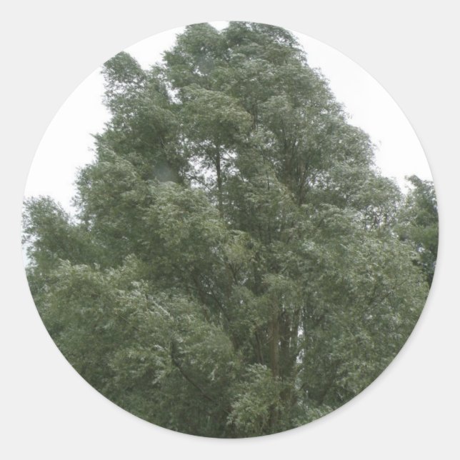 Stickers Treetops (Devant)