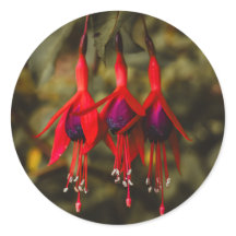 Stickers Trio Crimson Fuchsia