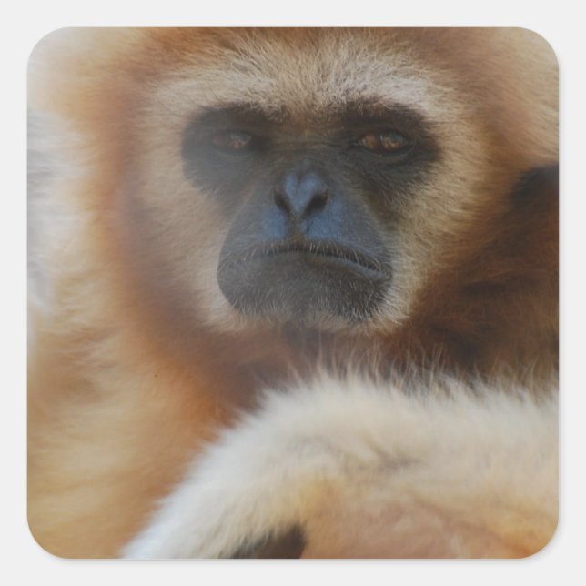Stickers Triste Gibbon (Devant)