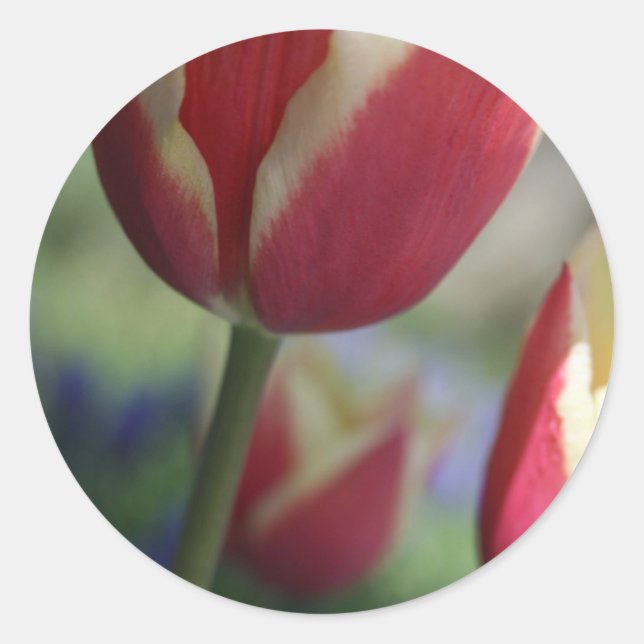 Stickers Tulip Enveloppe Seal (Devant)