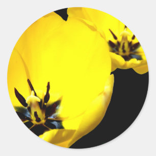 Stickers Tulipe Jaune