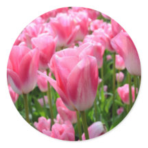 Stickers Tulipe rose