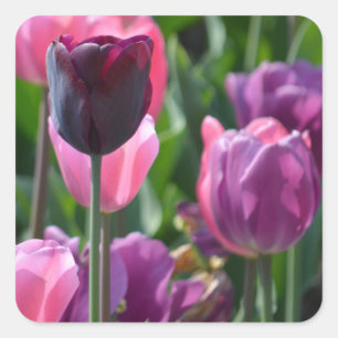 Stickers Tulipe rose et violet