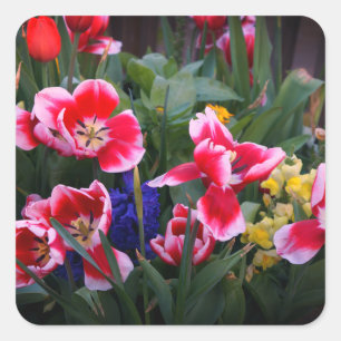 Stickers Tulipes rouges et blanches