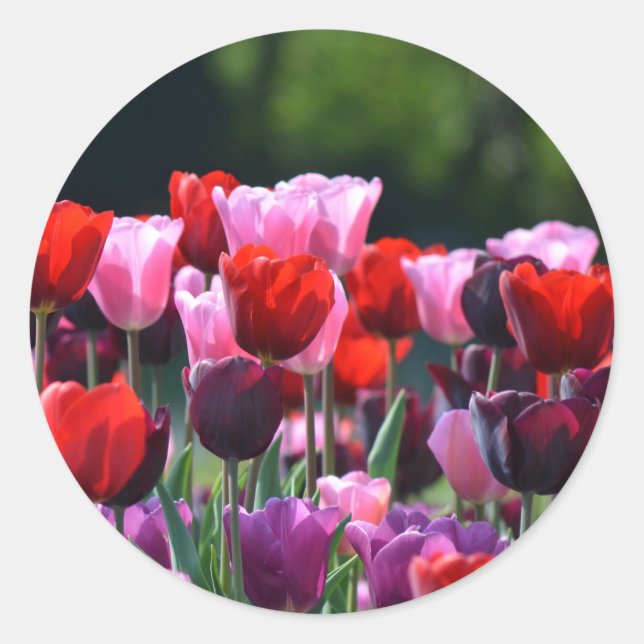 Stickers Tulips (Devant)
