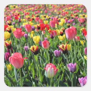 Stickers Tulips