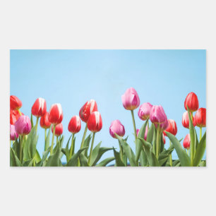 Stickers Tulips de printemps