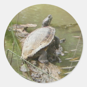Stickers Turtle Pond