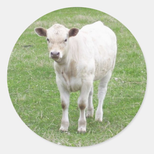 Stickers veau blanc (Devant)