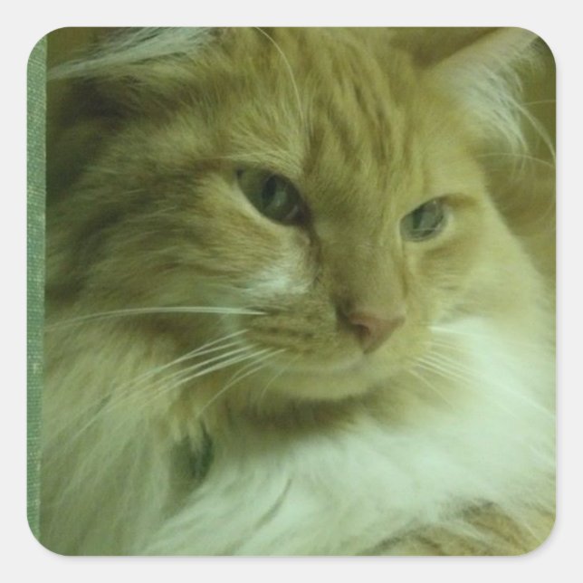 stickers visage de chat doux (Devant)