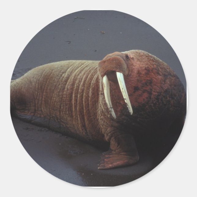 Stickers Walrus (Devant)