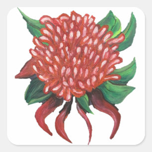 Stickers Waratah dessinés à la main