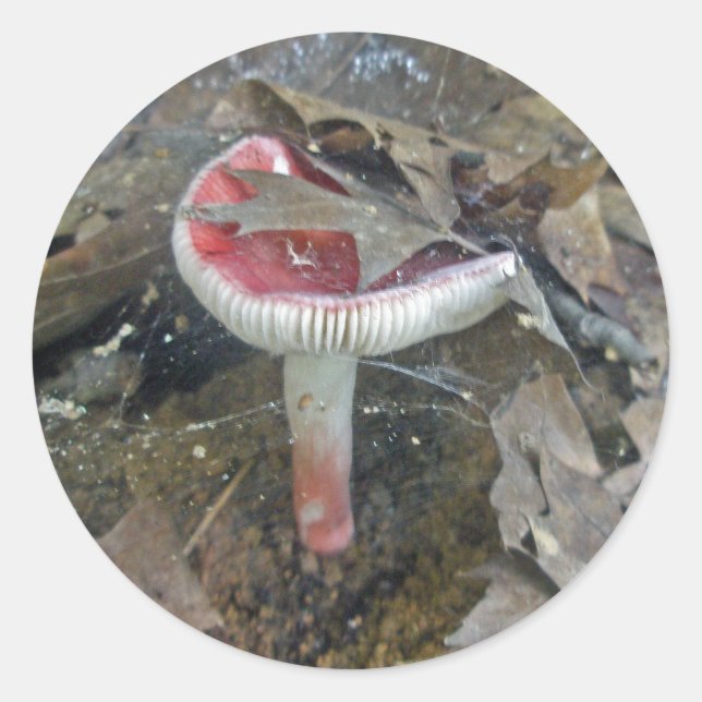 Stickers Web de champignon rouge et de feuilles (Devant)