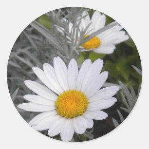 Stickers White Shasta Daises (avec or)