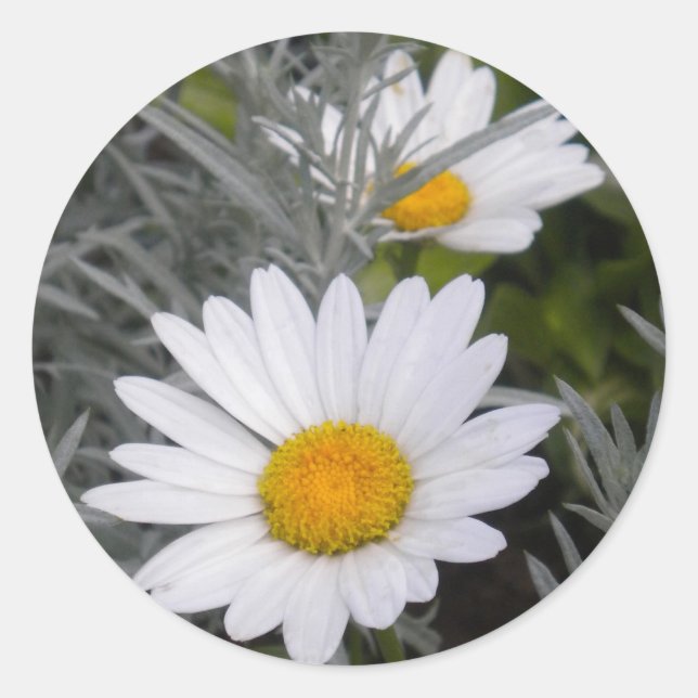 Stickers White Shasta Daises (avec or) (Devant)