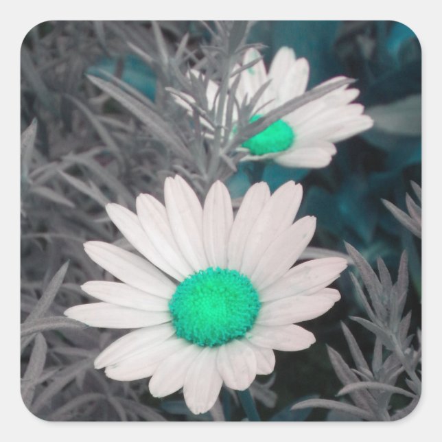 Stickers White Shasta Daisy (avec Aqua) (Devant)