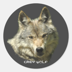 Stickers WILY GRAY WOLF Wildlife
