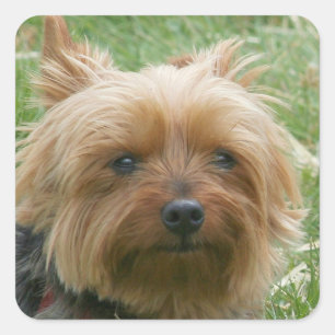 Stickers Yorkshire Terrier