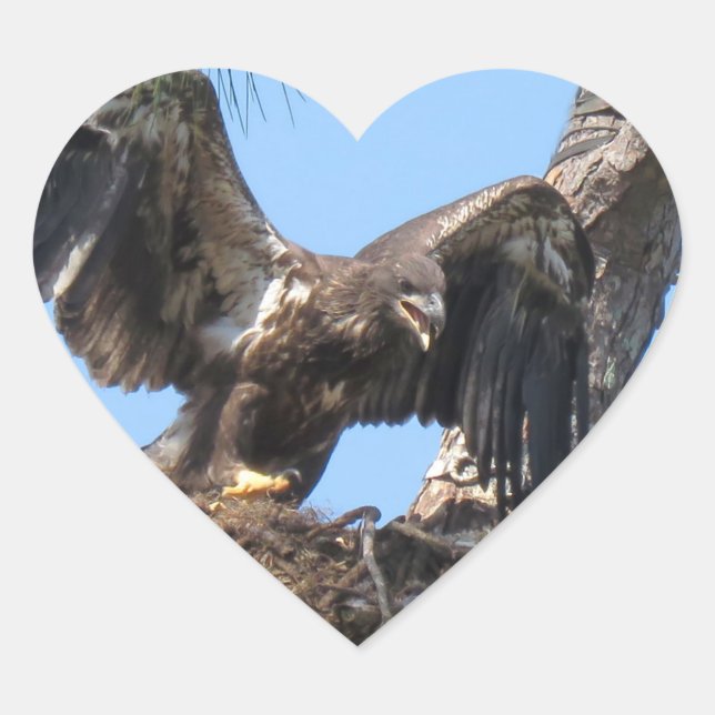 Stickers Young Florida Bald Eagle (Devant)