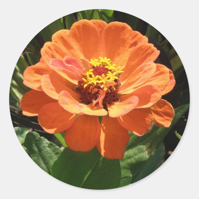 Stickers Zinnia Orange (Devant)