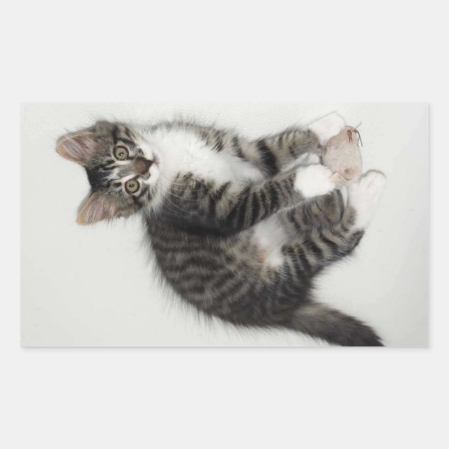 Stickers Zorro et sa souris (Devant)